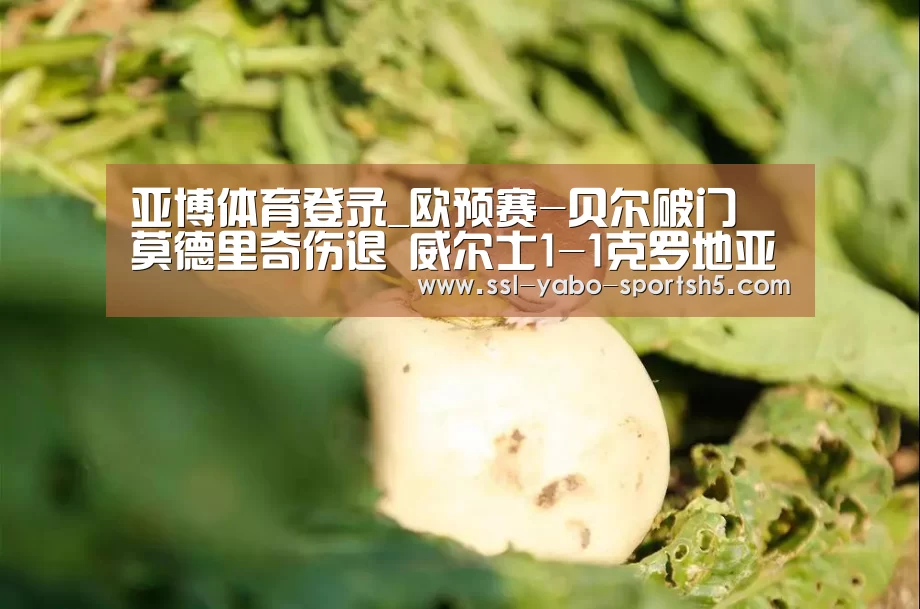 亚博体育登录_欧预赛-贝尔破门 莫德里奇伤退 威尔士1-1克罗地亚(图2) 亚博体育在线